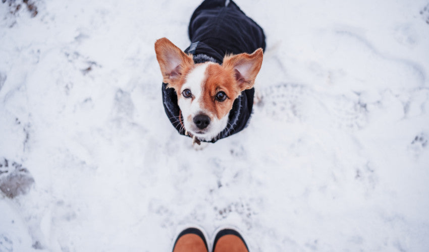 Cold Weather Care: Preparing Your Pet for Winter’s Chill