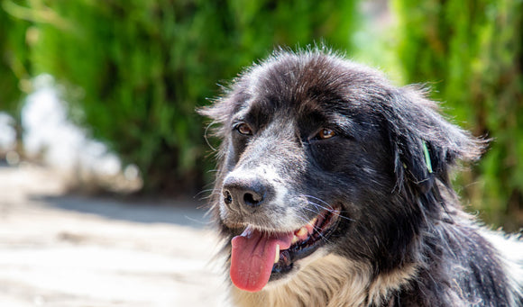 How to Tell If Your Pet is Overheating