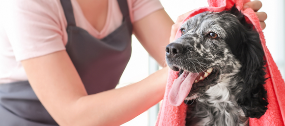 A dog being dried off with a pink towel.