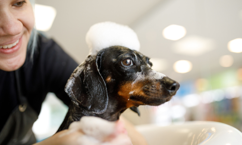 A dog being bathed with suds on the top of its head.