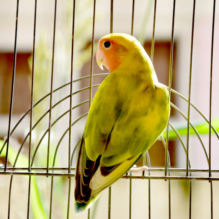 Bird Feed & SuppliesA Parakeet sitting on a perch in a cage.