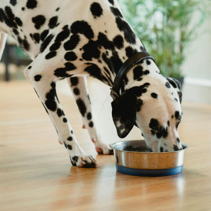Dog Food & SuppliesA Dalmatian eating out of a dog bowl.