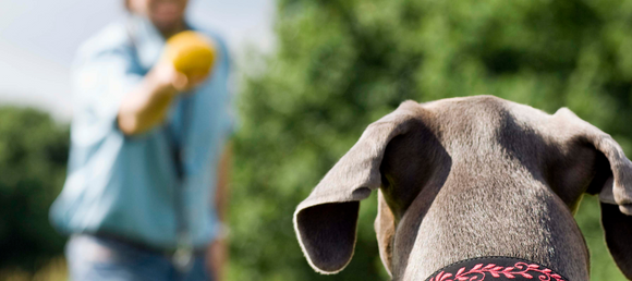 A dog playing fetch with a yellow ball on a clear day