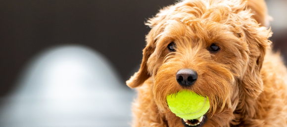 A close-up of a dog holding a tennis ball in its mouth.