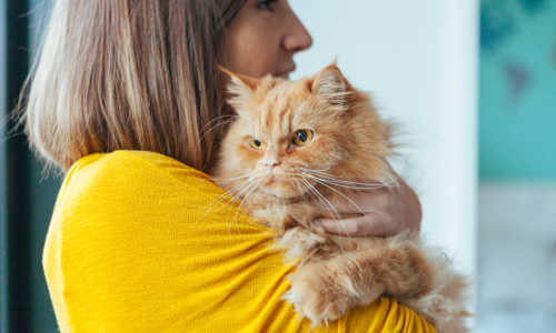 An orange cat being held by it's owner.