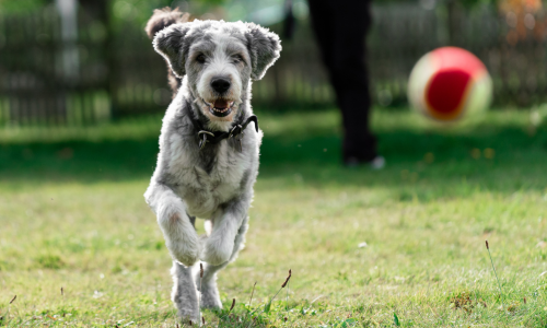 A dog playing fetch with a tennis ball outside on a clear day