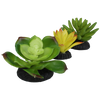 Komodo Succulent 3pk – Yellow/Green