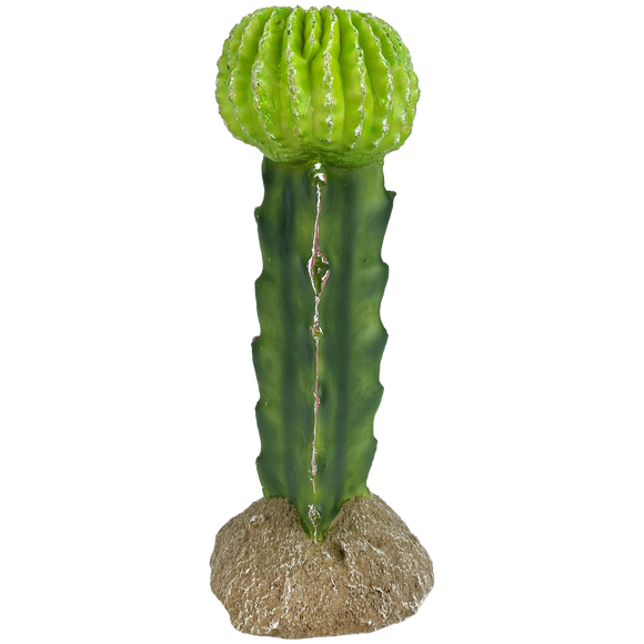 Komodo Moon Cactus Plant