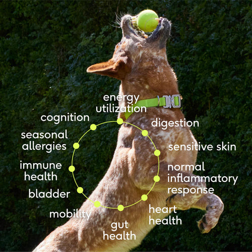 Native Pet The Daily