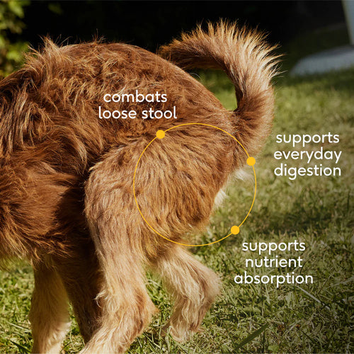 Native Pet Organic Pumpkin Powder for Dogs